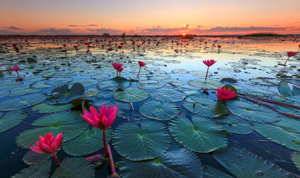 Lotusbloem bij zonsopgang
