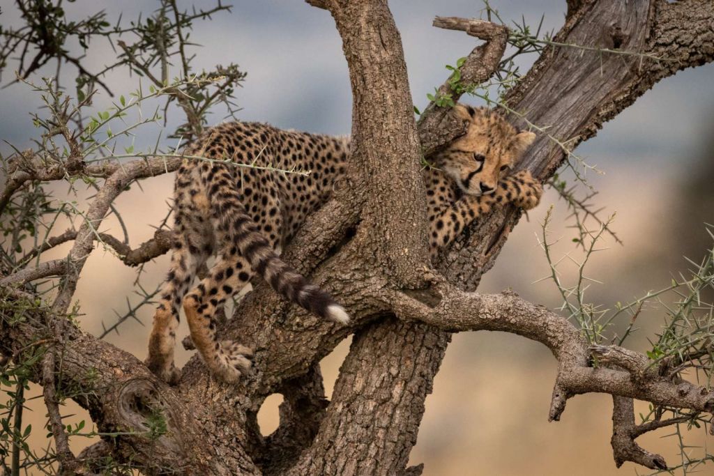 Luipaard krabt aan een boom