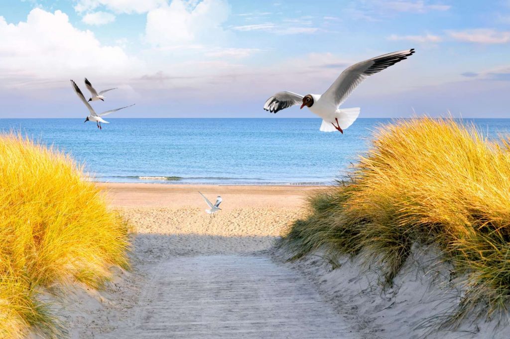 Meeuwen langs de Baltische kust