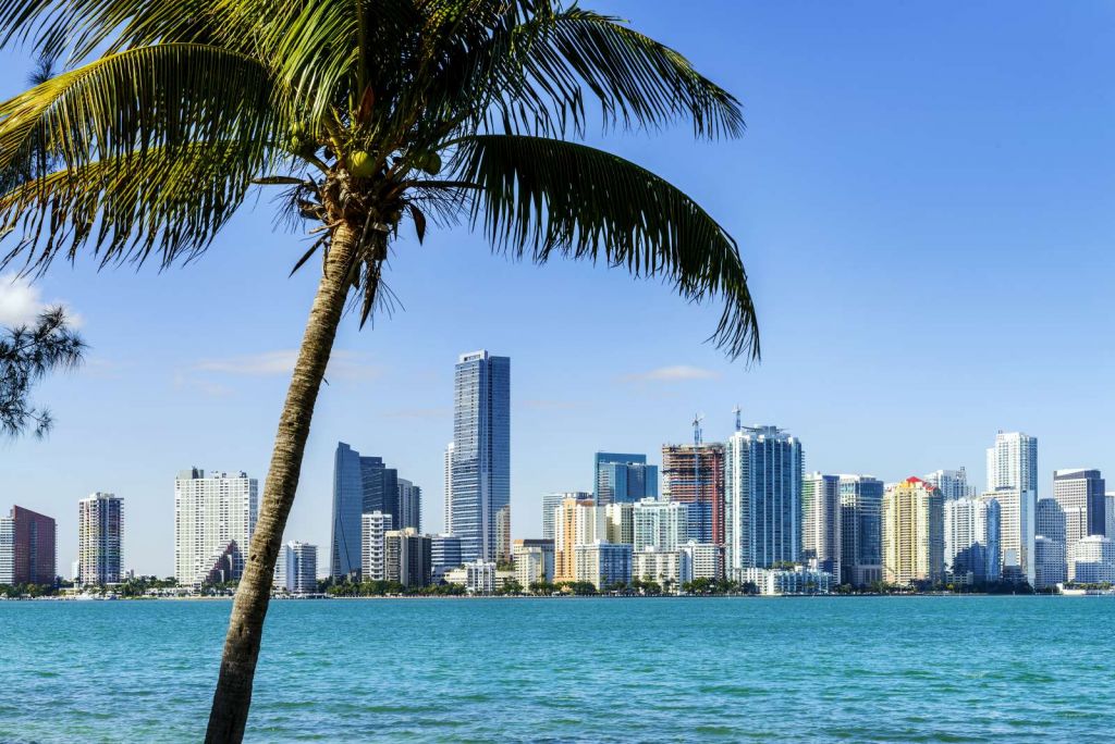 Miami skyline met een palmboom op de voorgrond