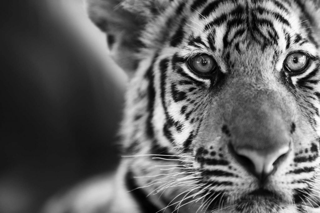 Mooie tijger in zwart-wit