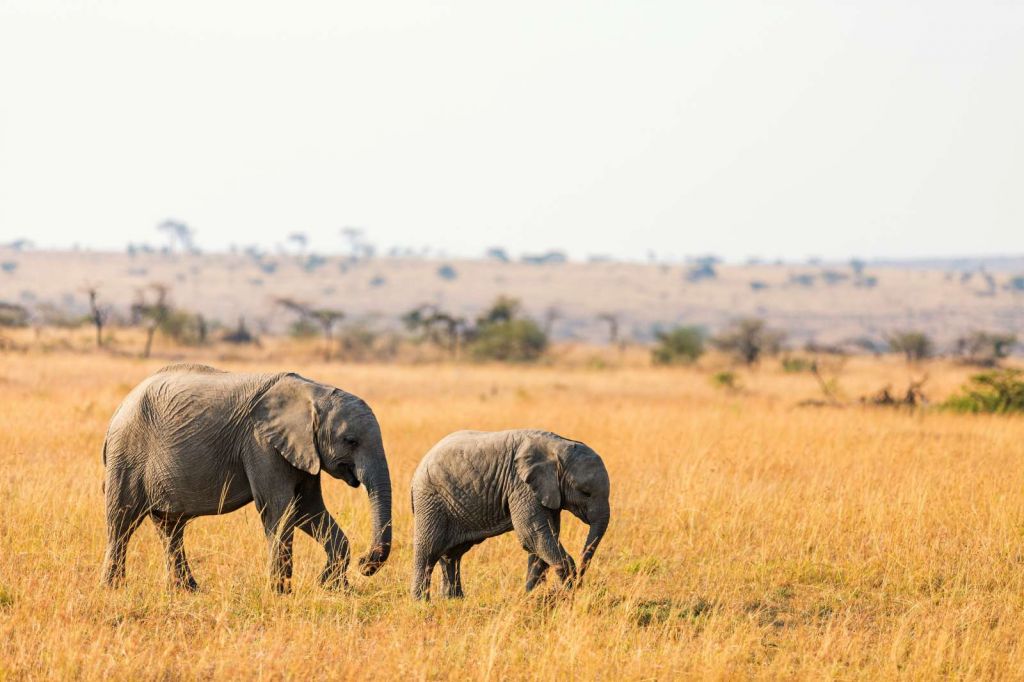 Olifant en Baby Olifant in Afrika
