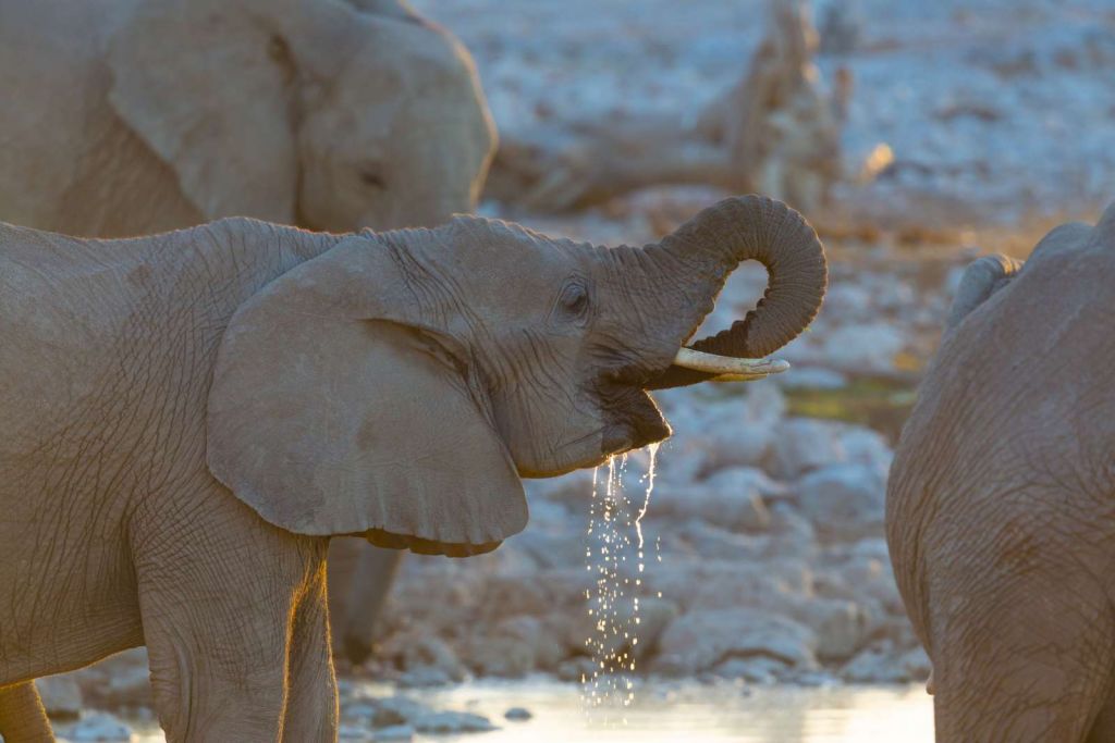 Olifanten drinken water
