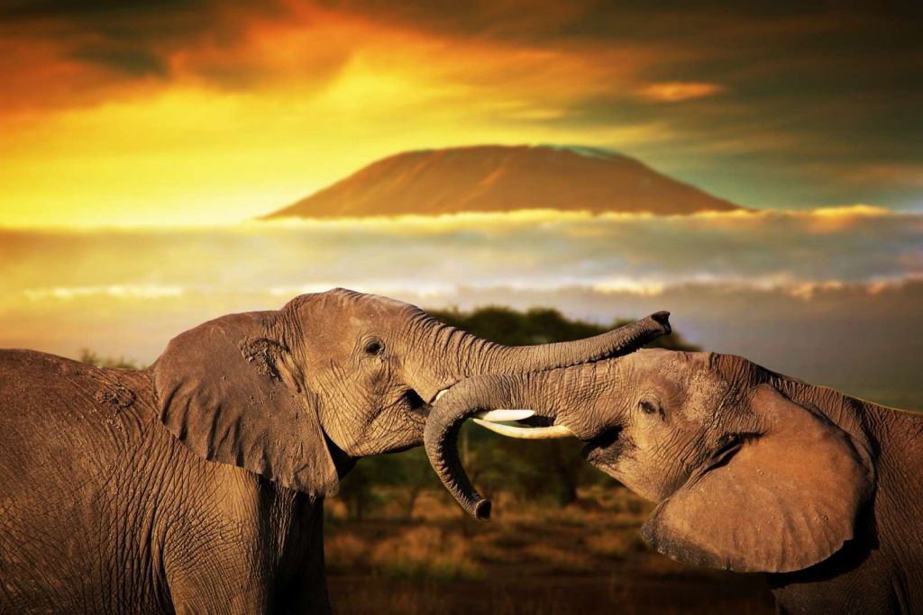 Olifanten spelen bij zonsondergang