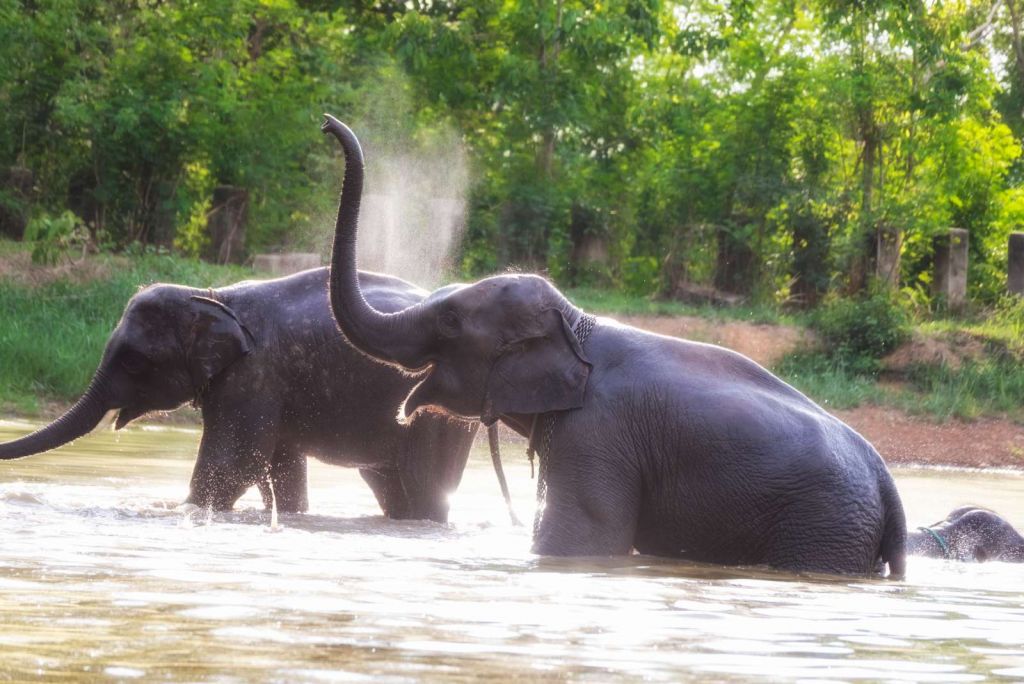 olifanten spelen in het water