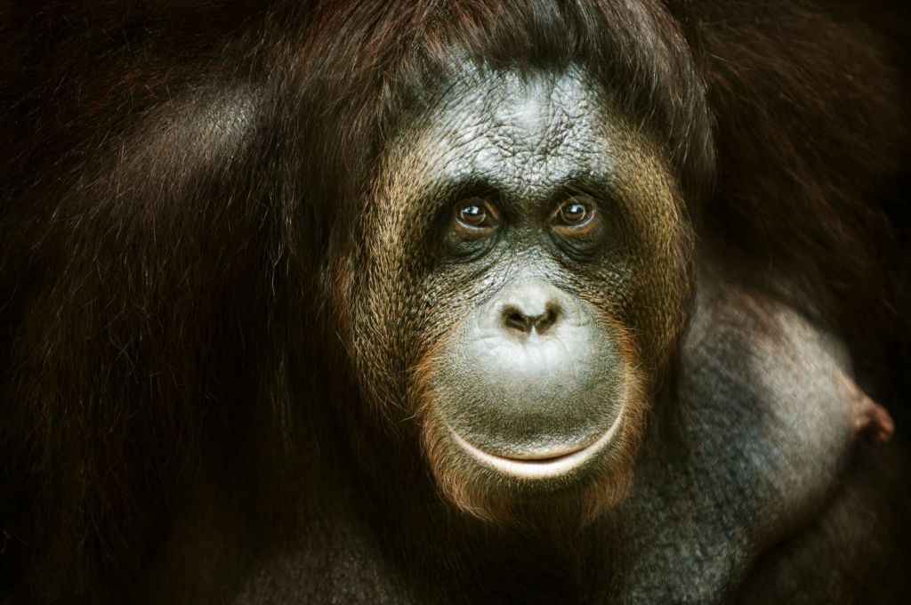Orang-oetan met een zwarte achtergrond