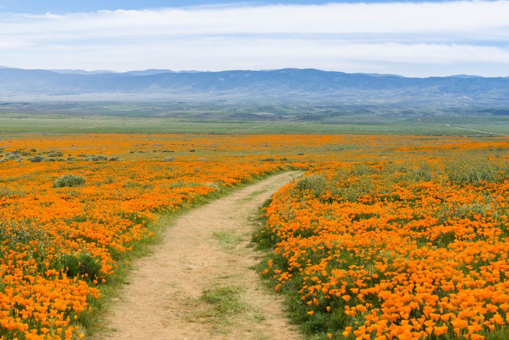 Oranje klaprozenveld in Californië