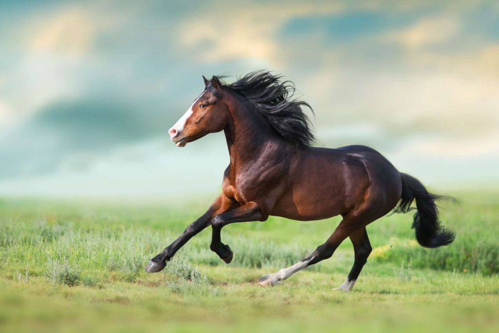 Paard aan het rennen