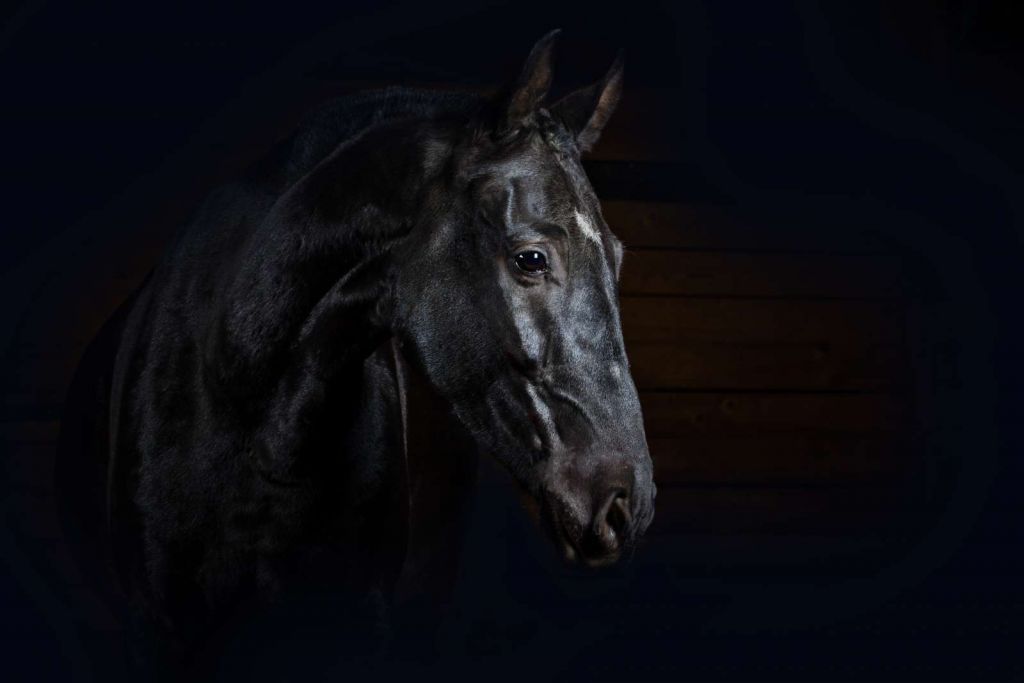 Paard met een donkere achtergrond
