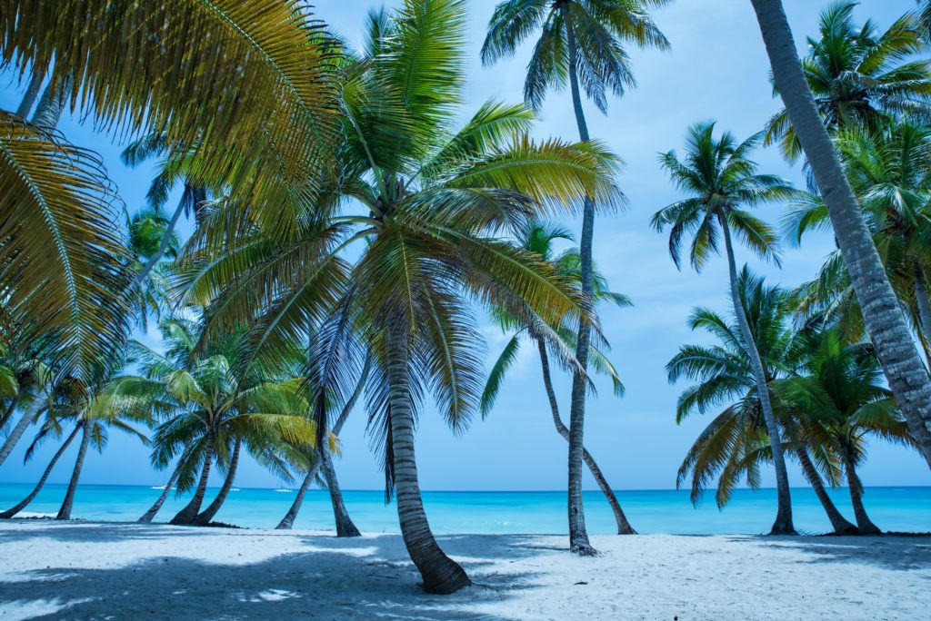 Palmbomen op een Caribisch eiland