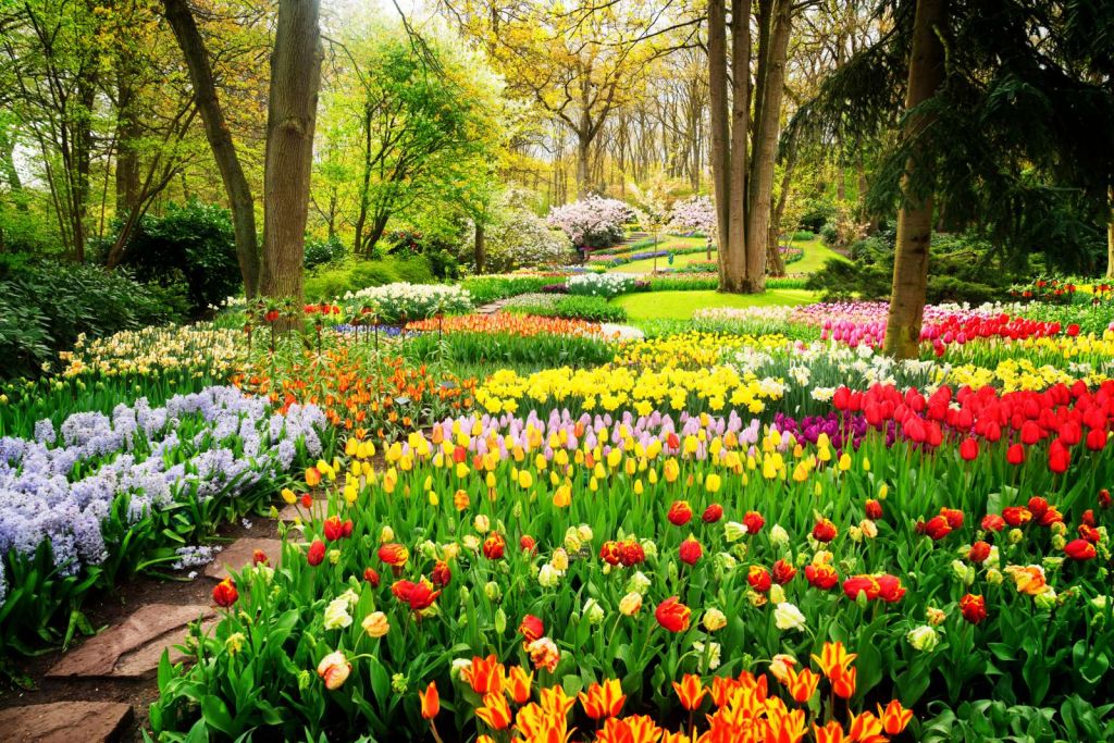 Tulpencreaties in een park