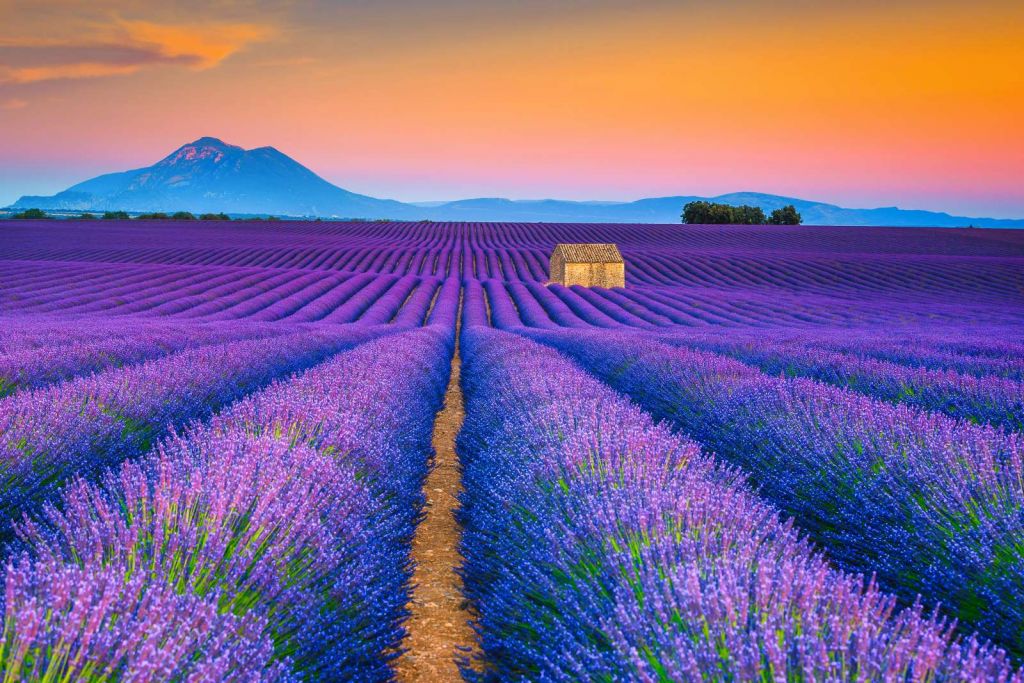 Prachtig bloemenveld van lavendel