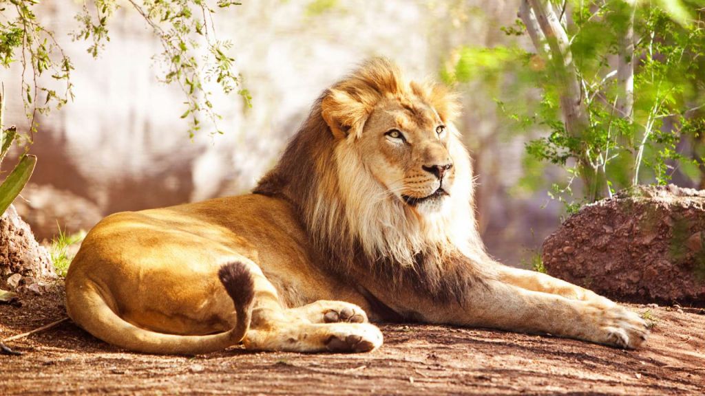 Prachtige Afrikaanse leeuw in de zon