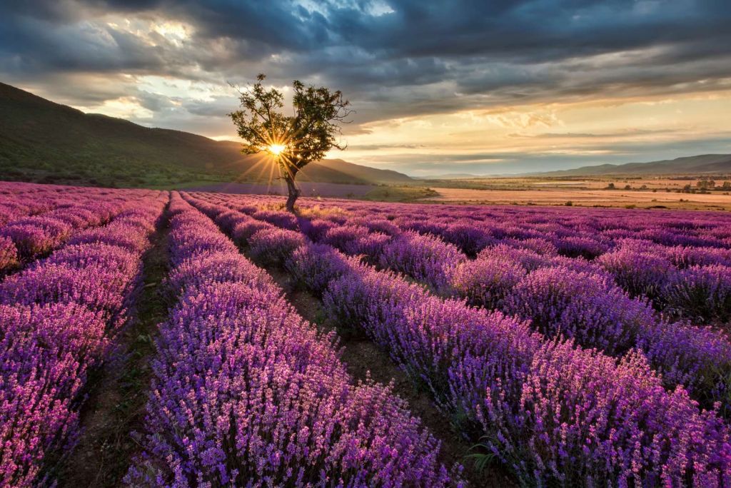 Prachtig landschap met lavendel veld bij zonsopkomst
