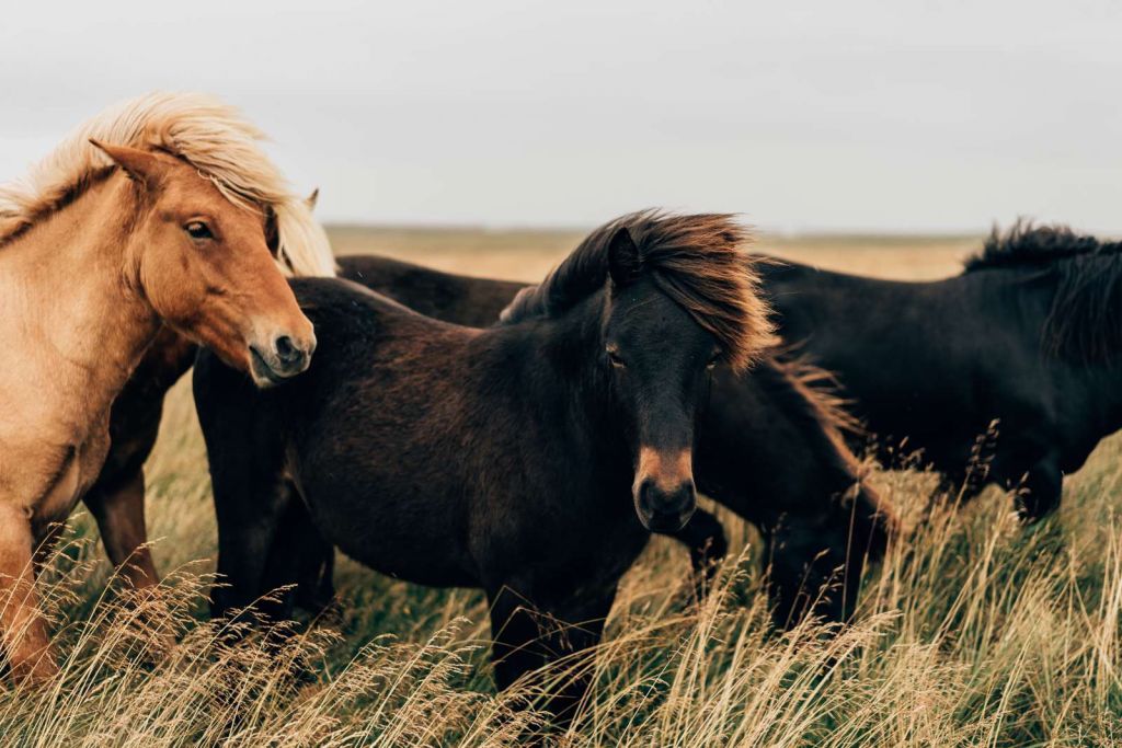Prachtige paarden in de wind