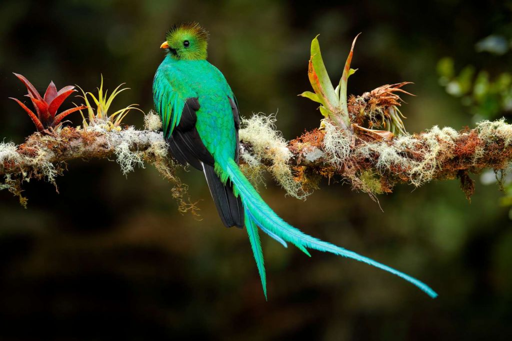 Blauwe Quetzal in Sri Lanka