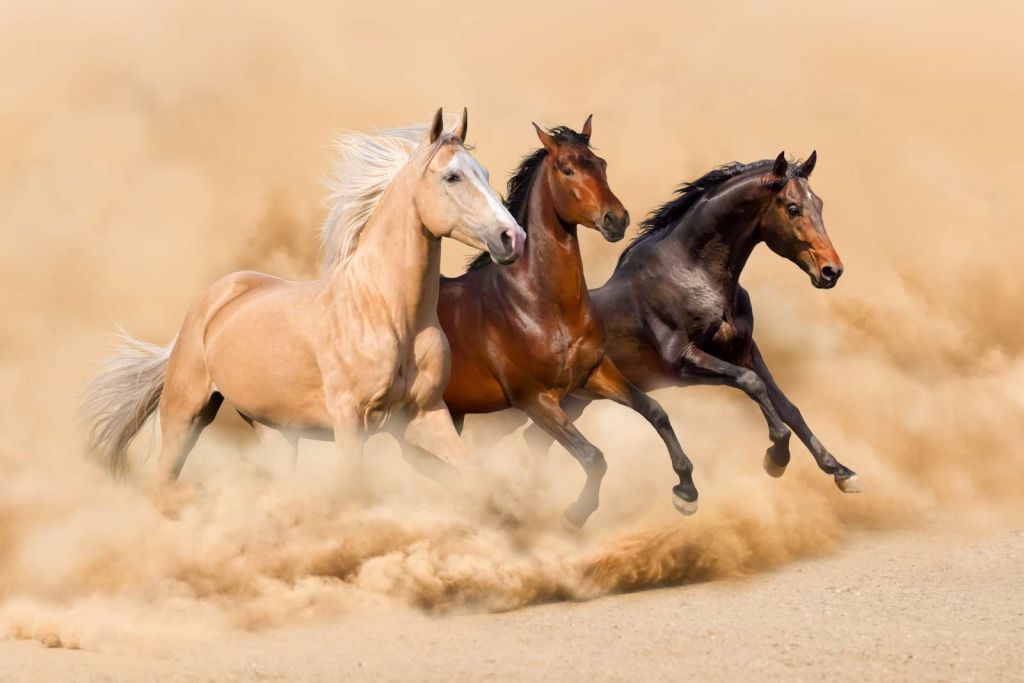 Rennende paarden in de woestijn