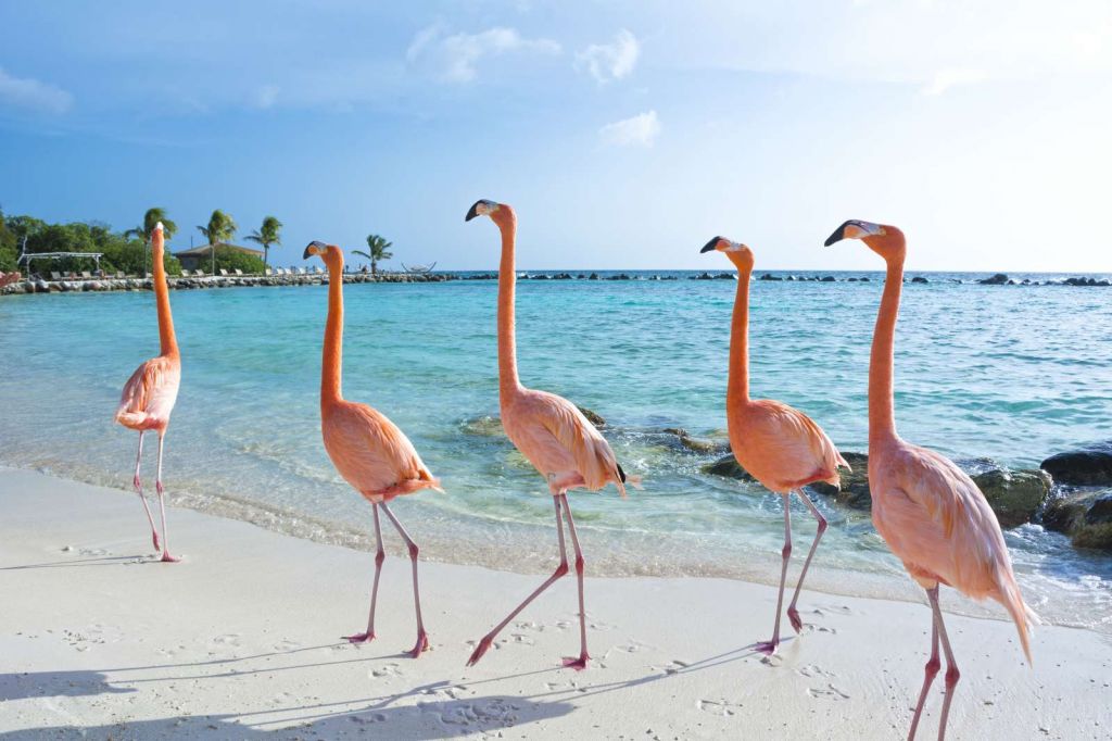 Rij van flamingo's op het strand