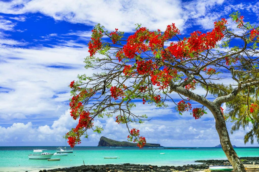 Rode flamboyant boom op het strand
