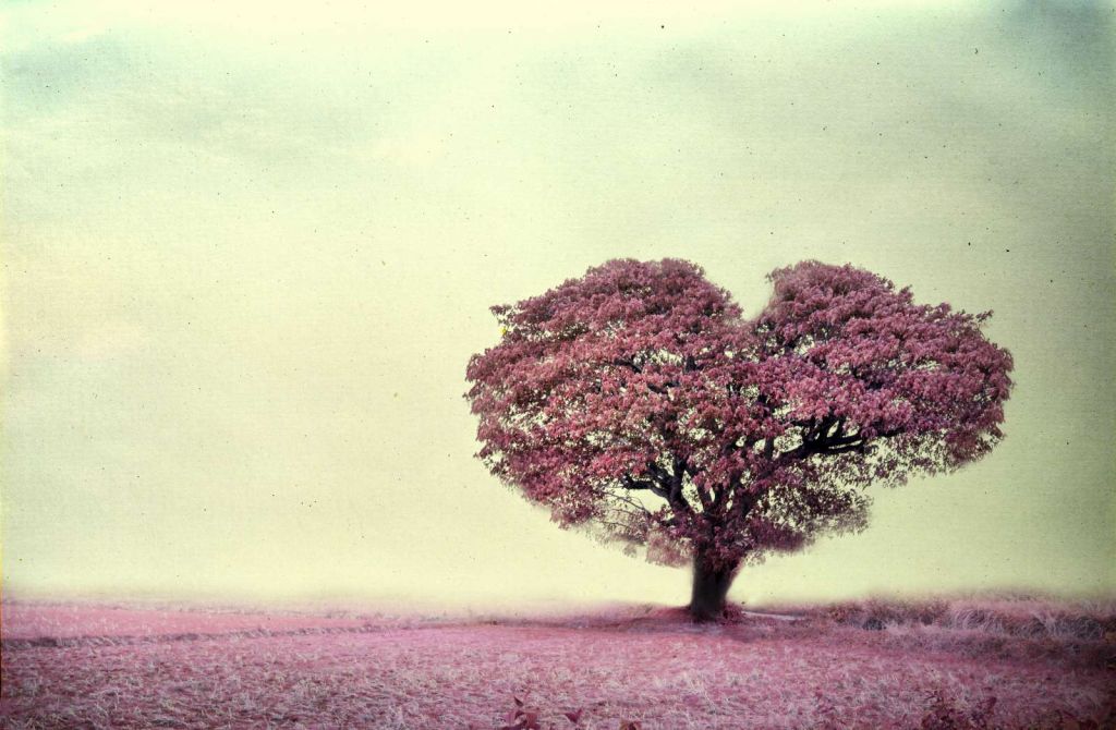 Roze hartvormige boom
