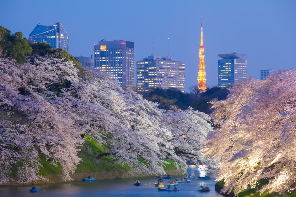 Sakura kersenbloesem met de Tokyo Tower op de achtergrond