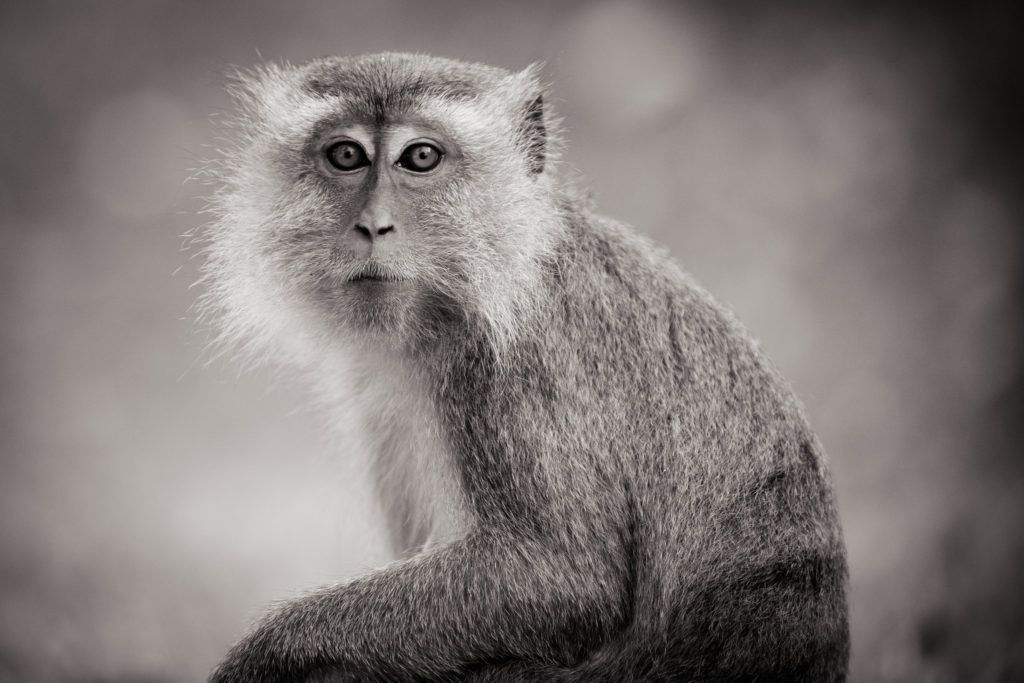 Schattig aapje in zwart-wit