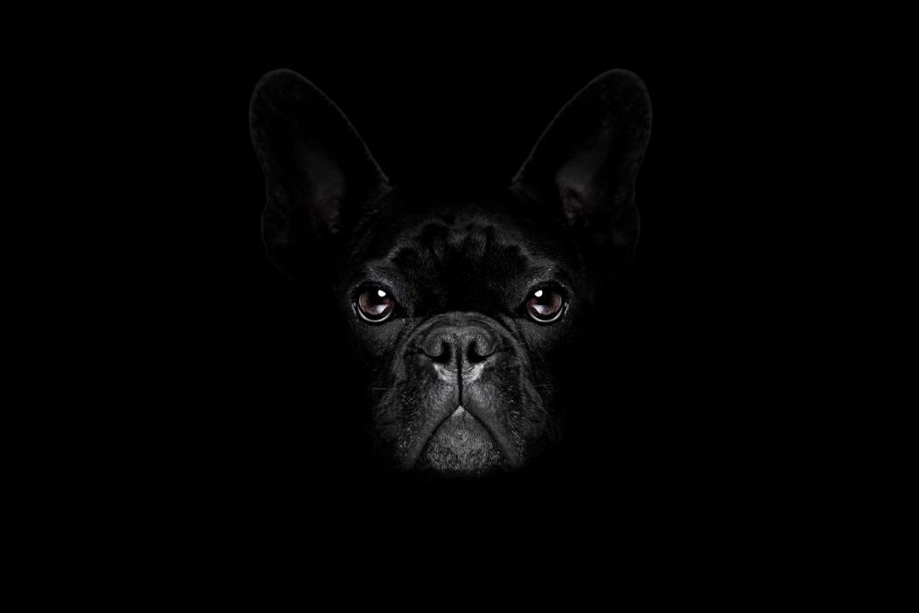 Schattige bulldog met een zwarte achtergrond