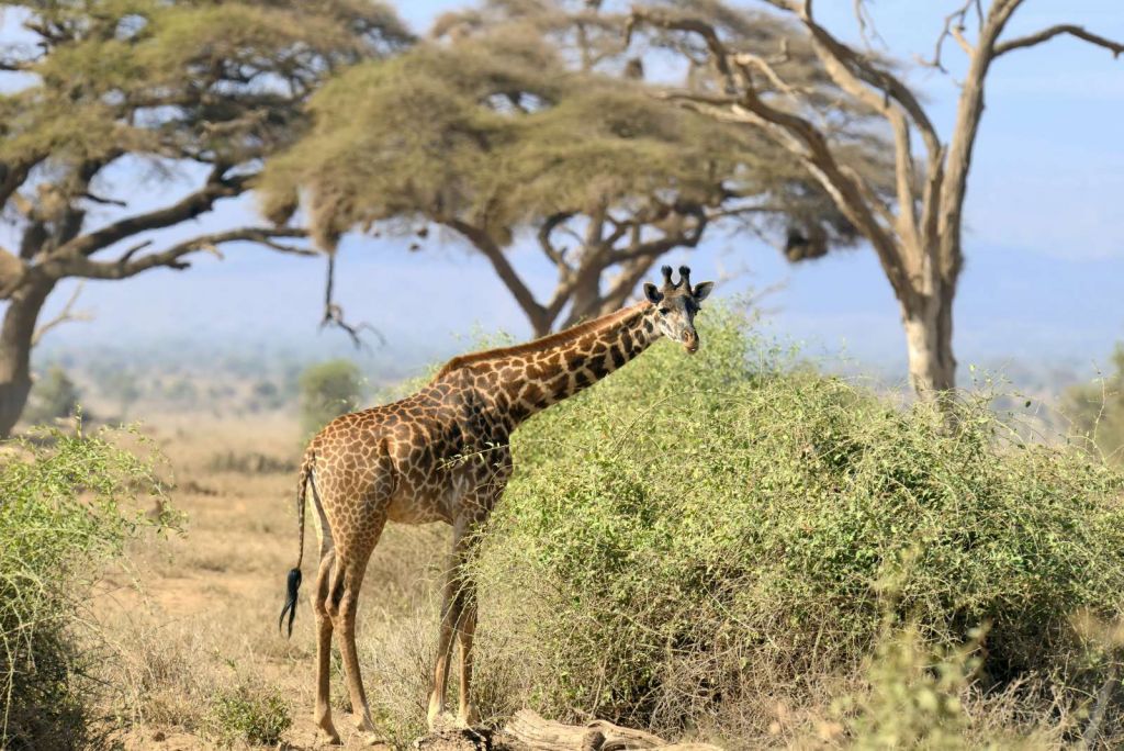 Schattige Giraffe tussen struiken
