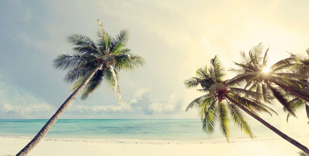 Scheefgroeiende palmbomen met zeezicht