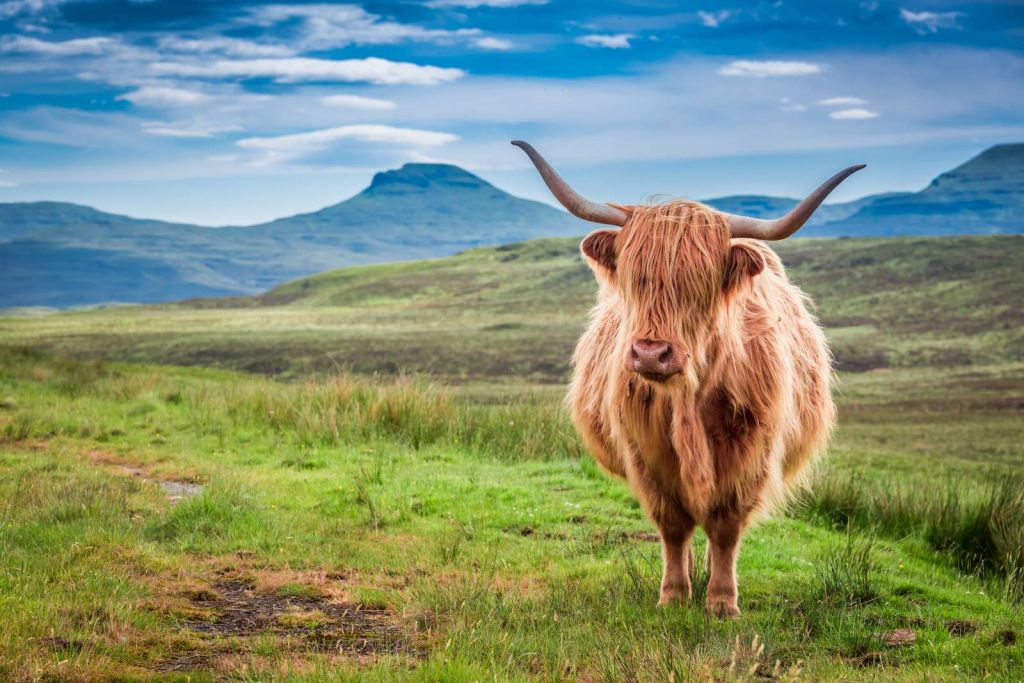 Schotse Hooglander in een berglandschap