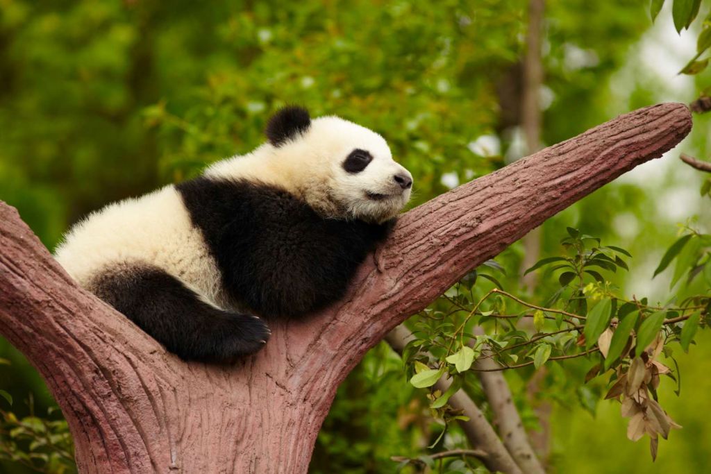Slapende panda in een boom