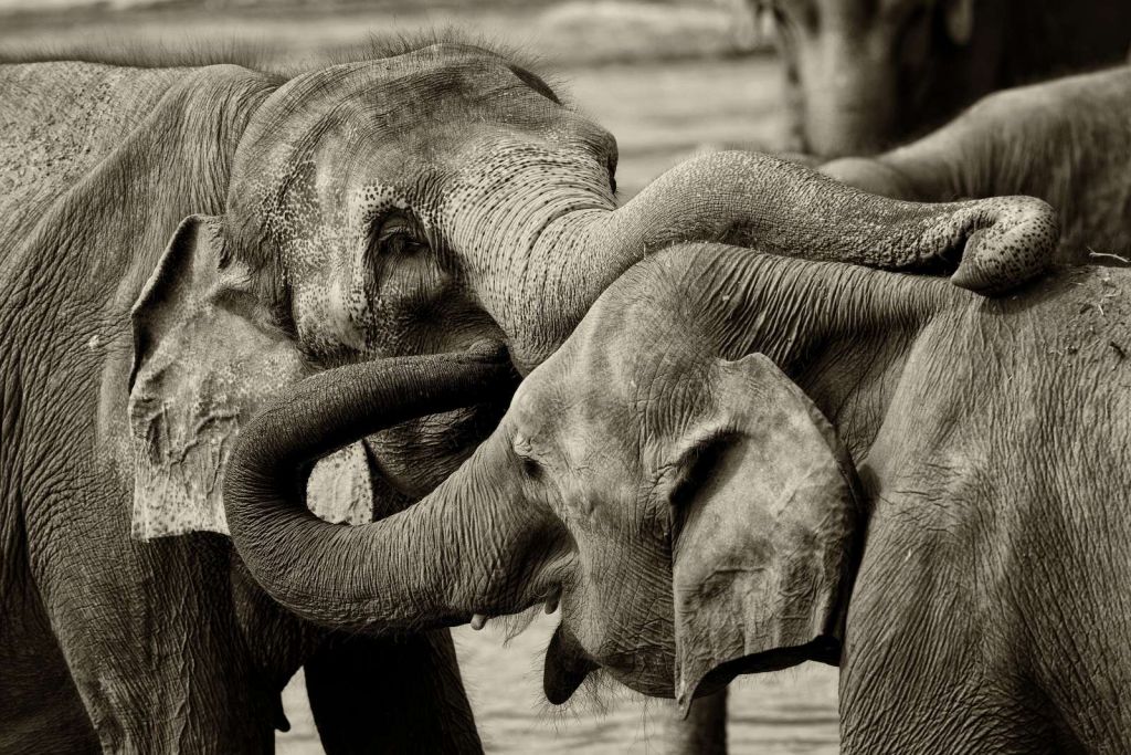 Spelende olifanten in Sri Lanka