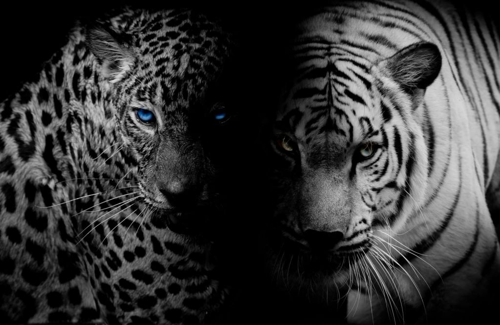 Tijger en luipaard in zwart-wit