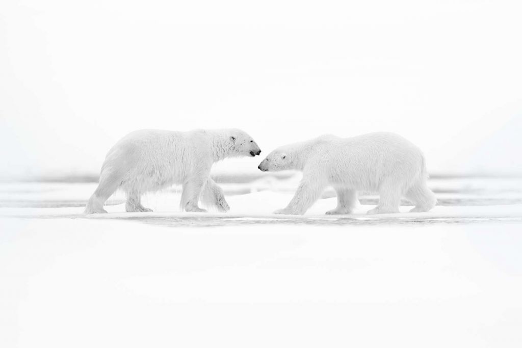 Twee grote ijsberen met een witte achtergrond