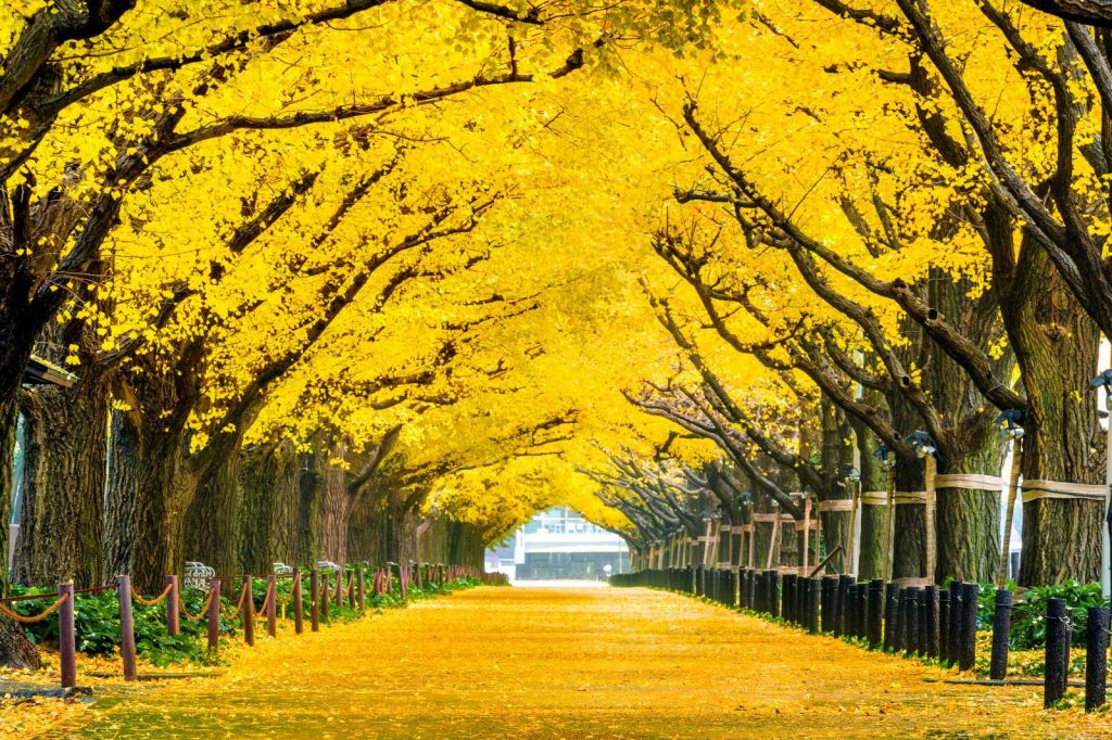 Twee rijen van gele ginkgobomen in de herfst