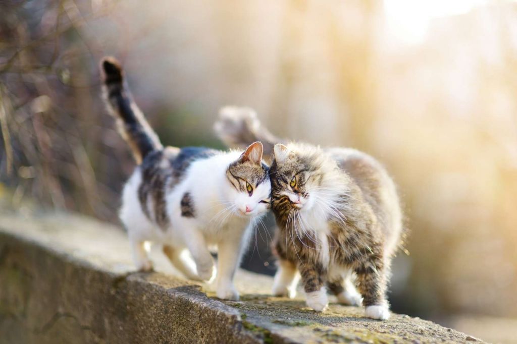 Twee schattige katjes