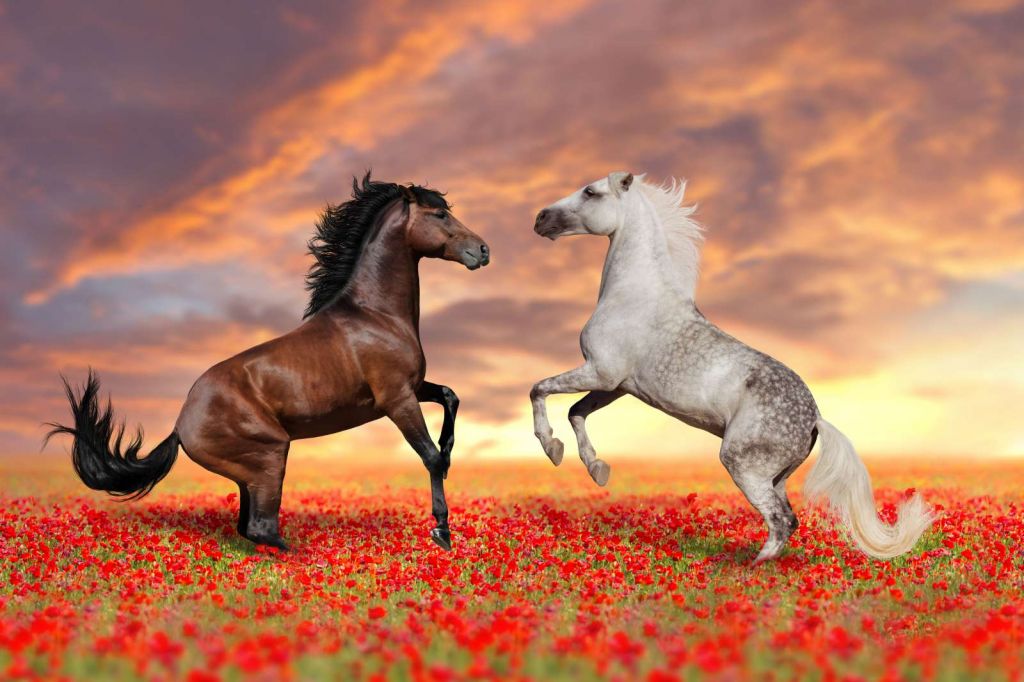 Verliefde paarden in een bloemenveld
