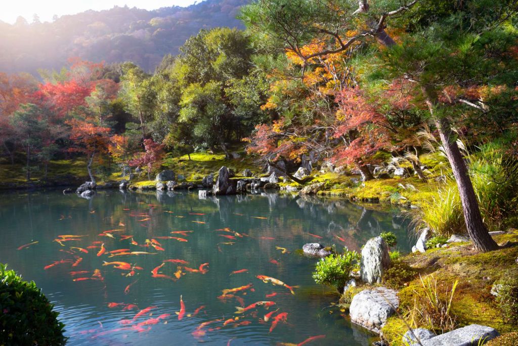 Vijver met tropische vissen in Japan