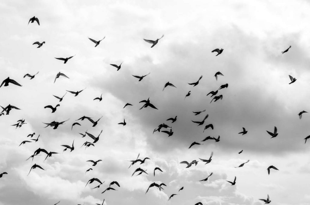 Vliegende duiven in zwart-wit
