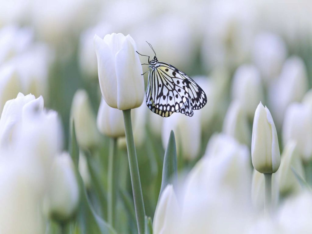 Vlinder op een witte tulp