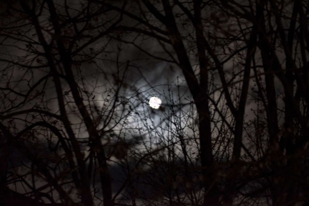 Volle maan vanuit het bos