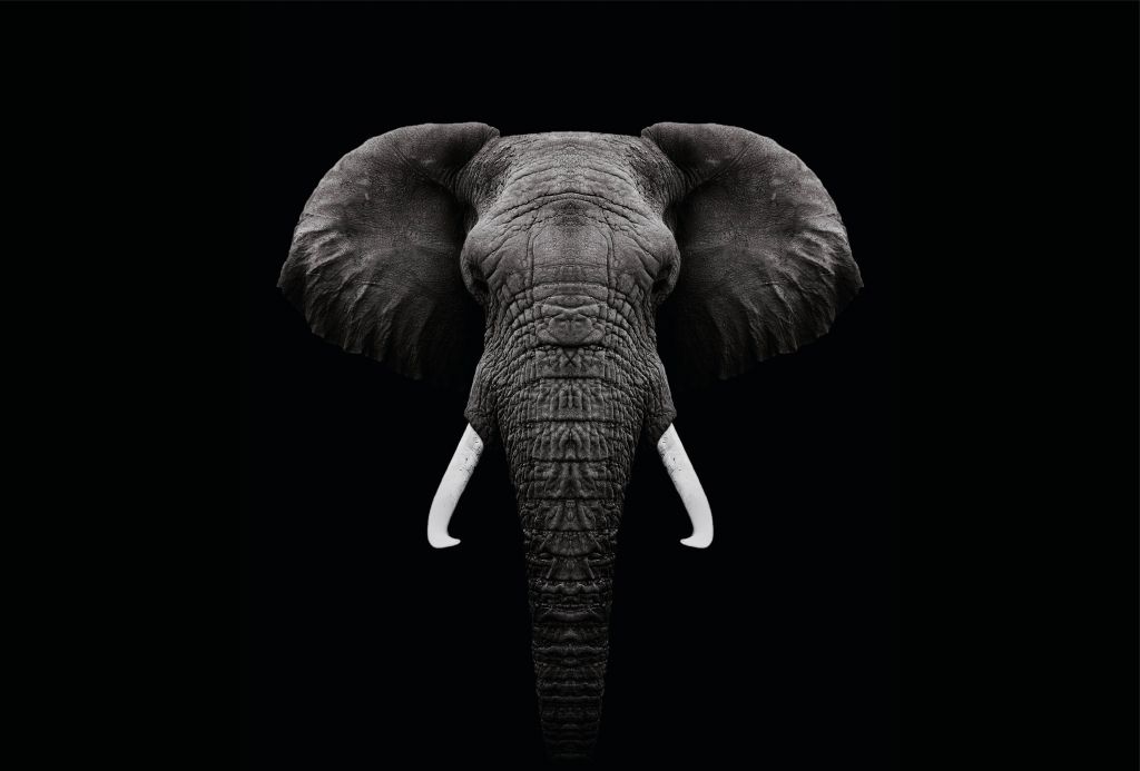 Dark Elephant