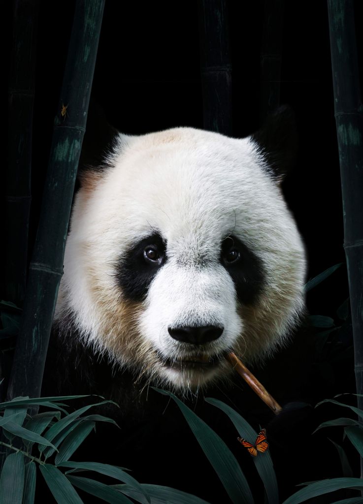 Panda Portret