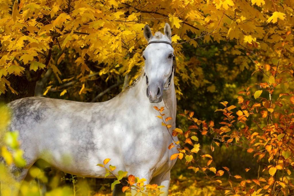 Wit Paard in de Herfst