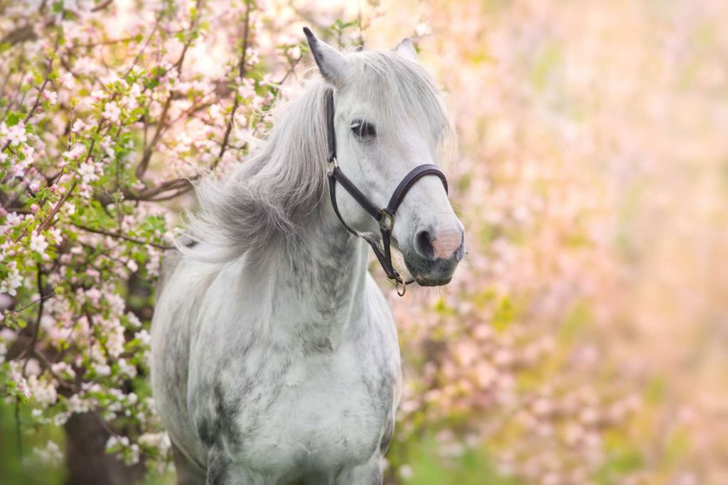 Wit Paard met Bloesem in Lente