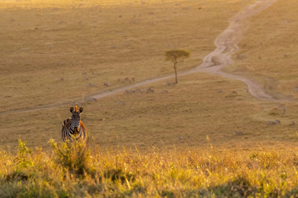 Zebra maakt een wandeling bij zonsondergang