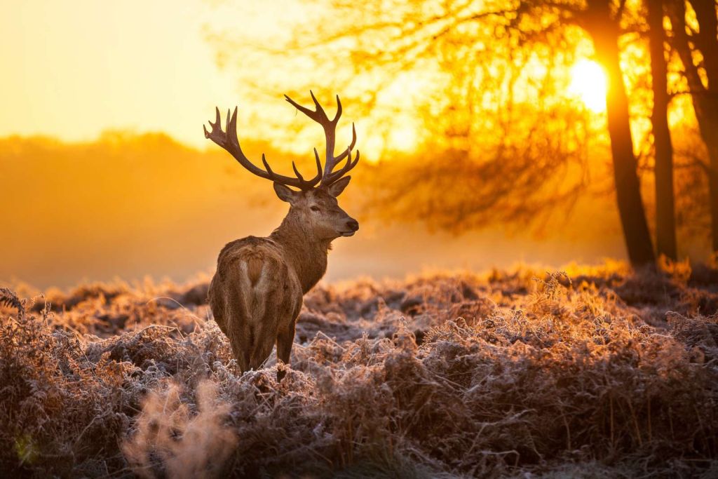 Hert met Zonsondergang