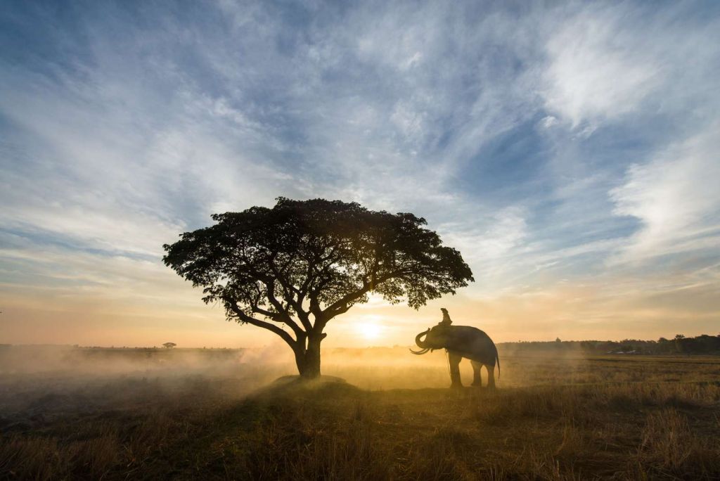 Olifant in Thailand
