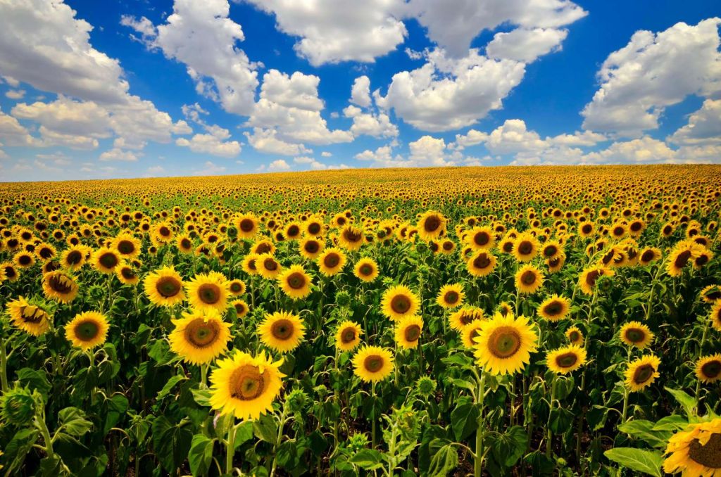 Zonnebloemveld onder een heldere lucht