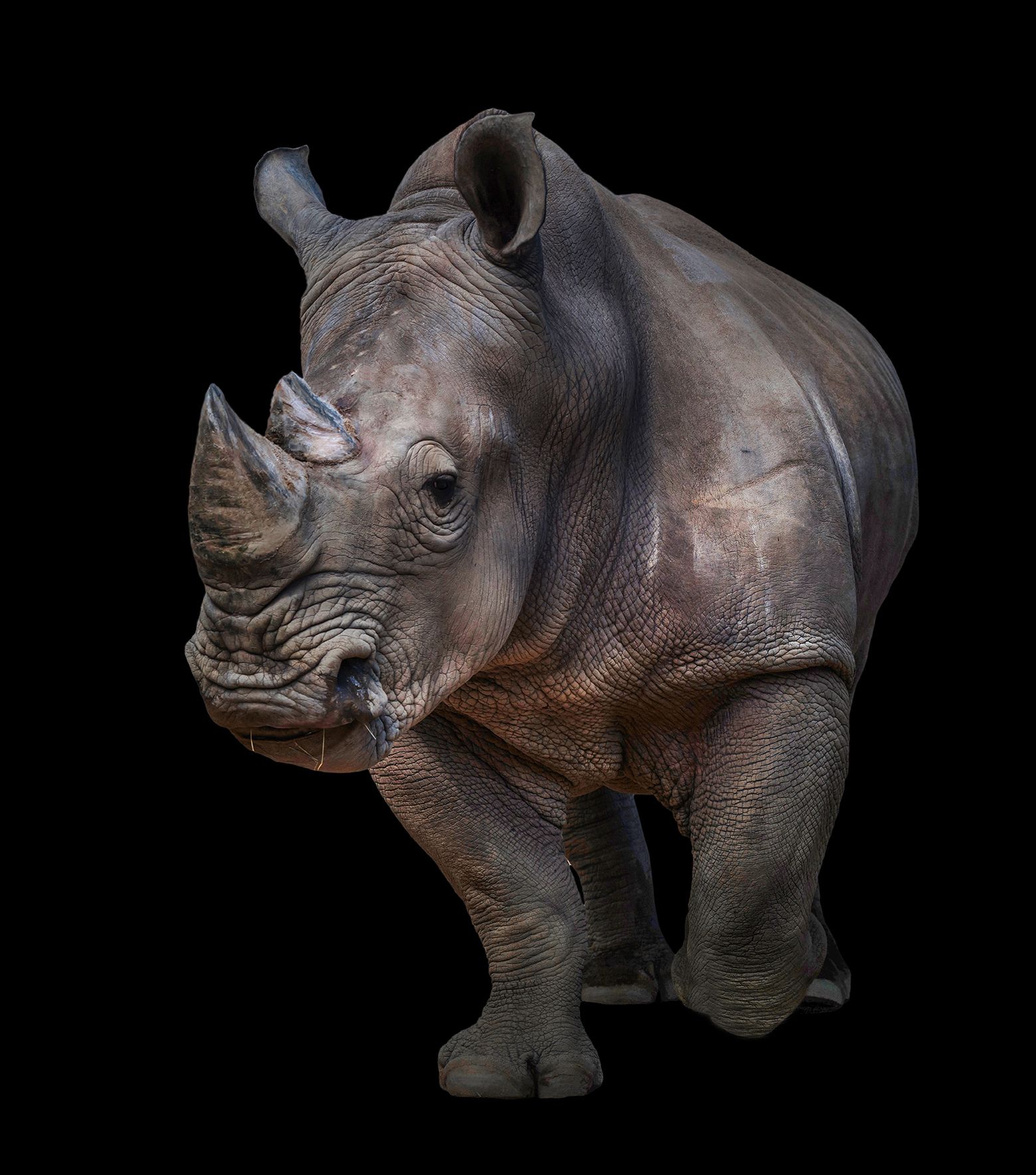 Neushoorn met een zwarte achtergrond